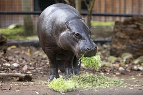 Pygmy hippo Amara tucked into a pile of kale, frizzy lettuce and chicory