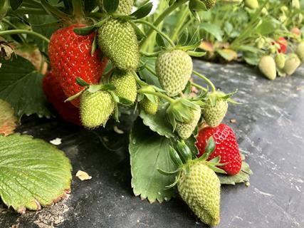 Reife und noch unreife Erdbeeren