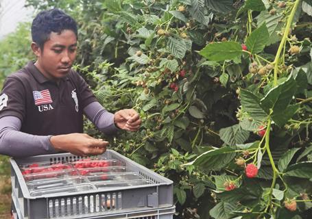 Indonesian pickers are alleged to have faced financial exploitation last season