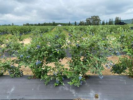 GE Keystone Agro blueberries 4