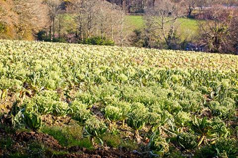 Cauliflower is being left to go to waste in fields