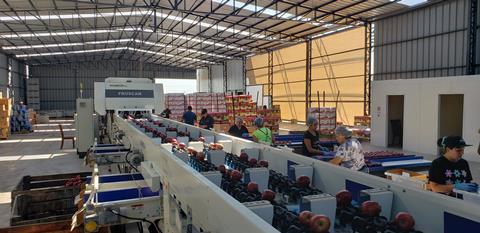 Reemoon’s technology in action for Chilean fruit processing and packaging company Crisanto