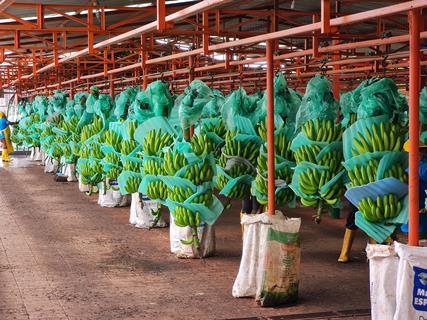 Ecuador exported 354.6 million boxes of bananas in 2022