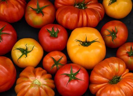 Tomatenvielfalt