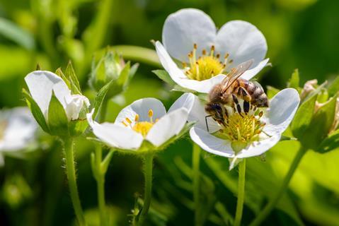 RSPB emphasised that boosting on-farm biodiversity increases pollinator numbers