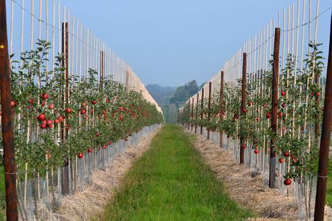 The projects will help boost the British apple sector
