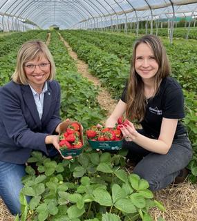 Saisoneröffnung Erdbeeren 2024 Schleswig-Holstein