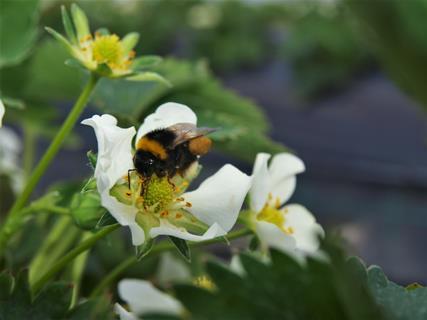 Over 70 per cent of the world’s food crops grown for human consumption rely on pollinators for sustained production, yield and quality