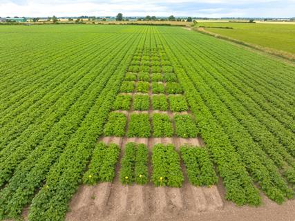 Branston's field trials are exploring different ways of reducing growers’ reliance on synthetic fertilisers