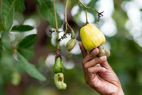 Cashewnuss am Baum