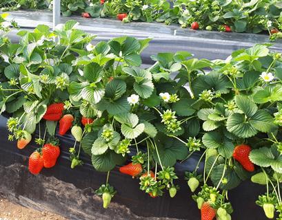 Erdbeeren aus Huelva