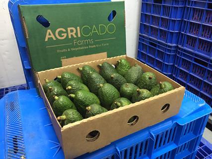 In February, Agricado sent its first shipments of Hass to the Middle East