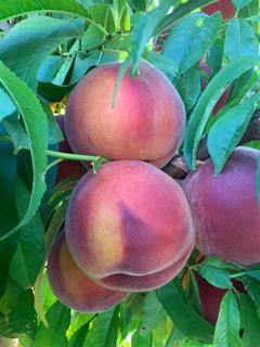 IT InAndOut stonefruit peaches