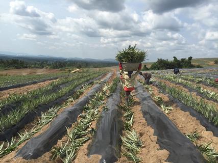 Pineapple being harvested on a farm in Ghana where plastic mulch is used