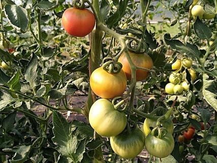 Saatgutgewinnung von Tomaten -