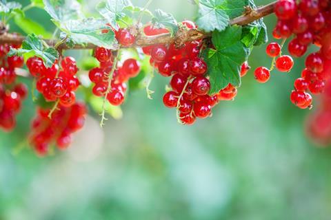 Johannisbeeren