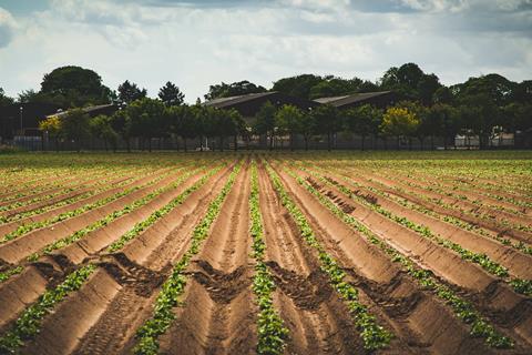 Life is far from straightforward for UK potato suppliers right now