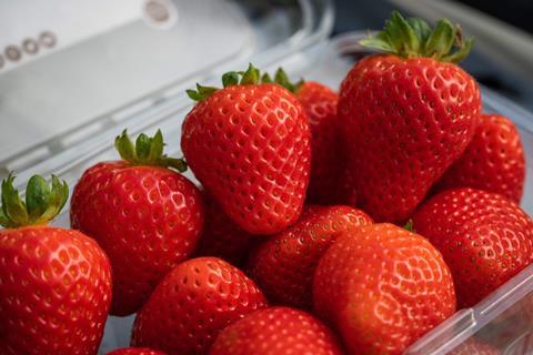 UC Eclipse strawberries