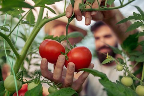 Tomatenernte