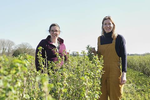 Suntory is supporting blackcurrant research