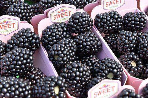 Sweet and Sunny Von blackberries