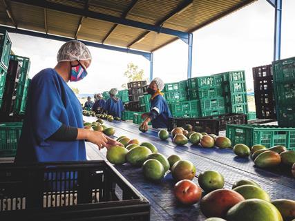 More consistent quality has helped drive sales growth in mango, according to Blue Skies