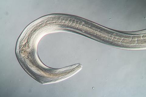 Beneficial nematodes play an important role in the biological control of many pests
