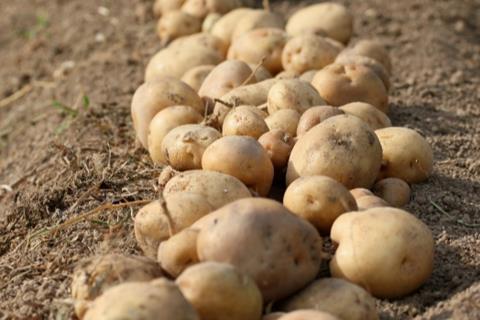 There could be a valuable additional market for potato crop by-products