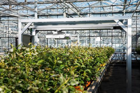 Plants being scanned with Phenospex PlantEye technology