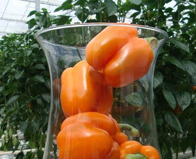 Paprika im Glas Staay Food Group
