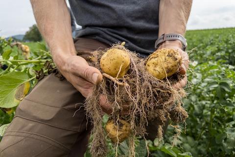 Biokartoffelsorte Gaya aus dem Versuchsfeld