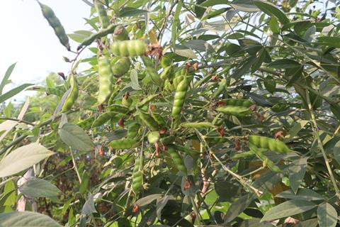 Pigeon pea plants