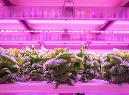 The vertical farming has been hit hard by energy price rises
