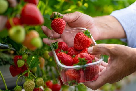 British strawberry volumes are estimated to be 10-20 per cent lower than normal for the time of year