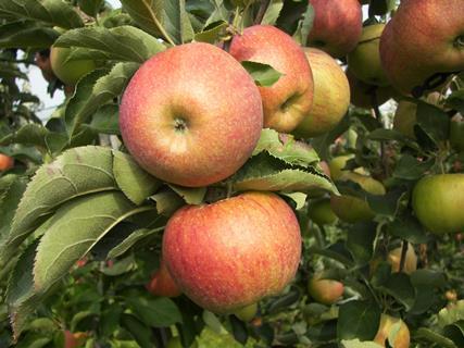 Äpfel am Baum