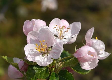 Blüte Baumobst