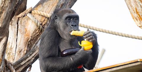 Gorilla Elika enjoyed a selection of yellow pepper, sweetcorn and aubergine