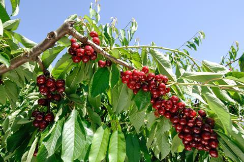 Kirschen am Baum