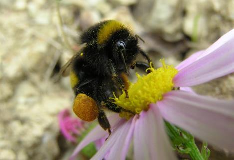 Bumblebees have aided with the crop