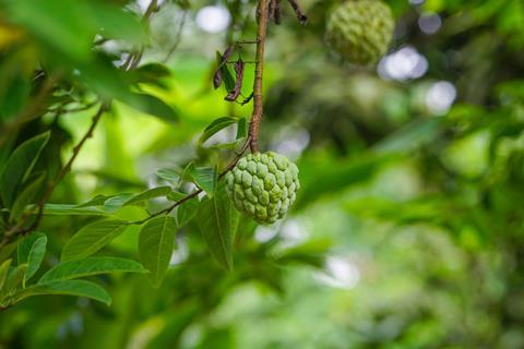 Die Atemoia ist eine Hybridfrucht, die aus einer Kreuzung der Cherimoya und der Fruta do Conde hervorgegangen ist.