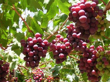 Rote Trauben