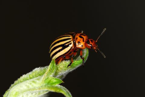 The Colorado beetle