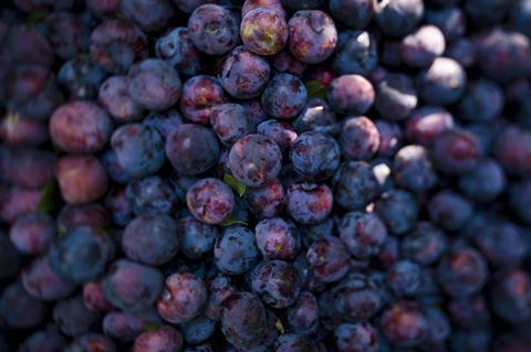 Foto: Fruits from Chile