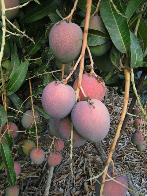 Empafrut Mangos Sorte Haden (1)