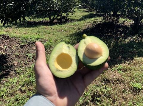 Guatemalan avos
