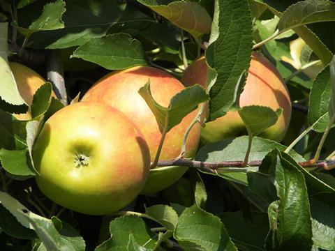 Apfel_am_Baum_-_Rheinland_2007__5__03.jpg