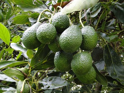 Avocado Hass
