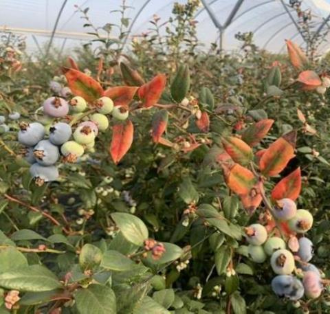 Die back symptoms blueberry plant (c) supplied by Costa Group Pty Ltd