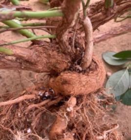 Severe root wrapping blueberry plant (c) supplied by Costa Group Pty Ltd