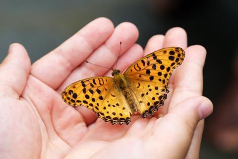butterfly-4396444_1920